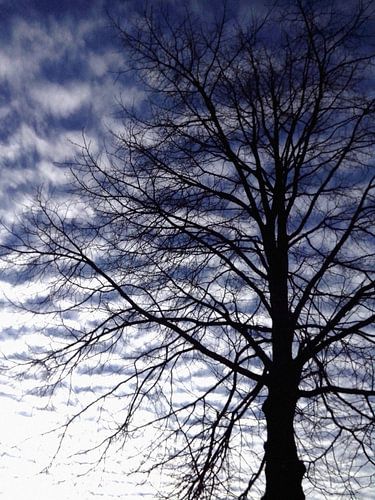 Boom in de wolken
