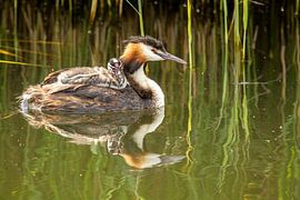 Grebe with young by Erwin Schenk