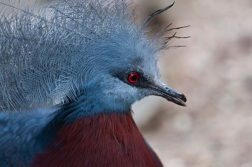 Crown pigeon : Ouwehands Dierenpark by Loek Lobel