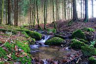 Belgische ardennen in de herfst van 7Horses Photography thumbnail