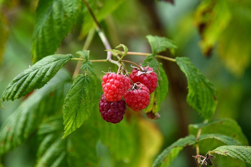 Raspberries by Matthias Spartz