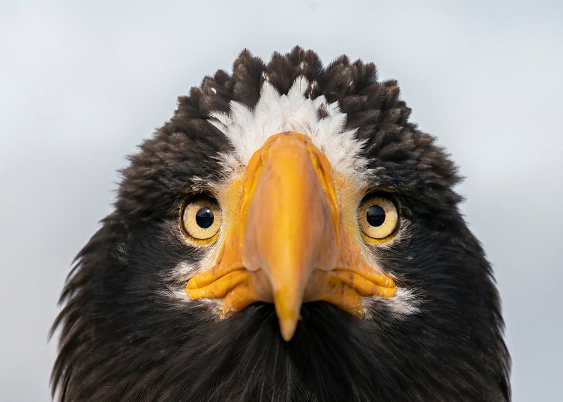 Portrait d'un aigle de mer de Steller. par Albert Beukhof