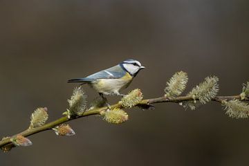 Op jacht in de bloesem van Ard Jan Grimbergen