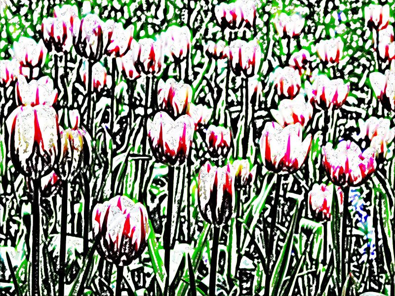 tulpen von sarp demirel