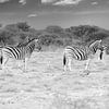 Zebras in black and white by Tilo Grellmann