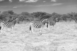 Zebra's in zwart-wit van Tilo Grellmann