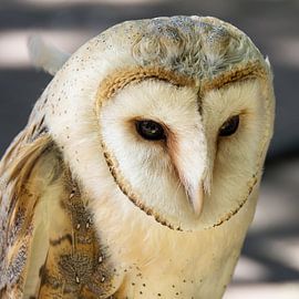 Barn owl by René Weijers