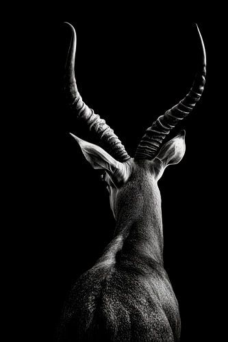 Antilope in profiel