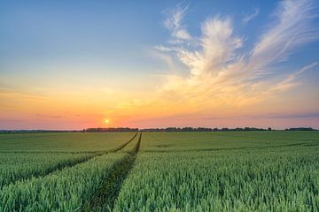 Coucher de soleil dans un champ de blé sur Michael Valjak