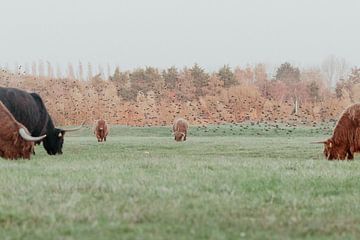 Schotse Hooglanders in de Nederlandse Duinen van Anne Zwagers