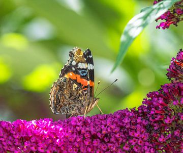 Macro van een distelvlinder op een zomerlila bloem van ManfredFotos