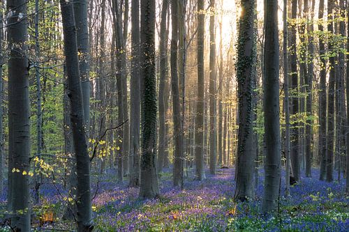 Hallerbos 2021 8