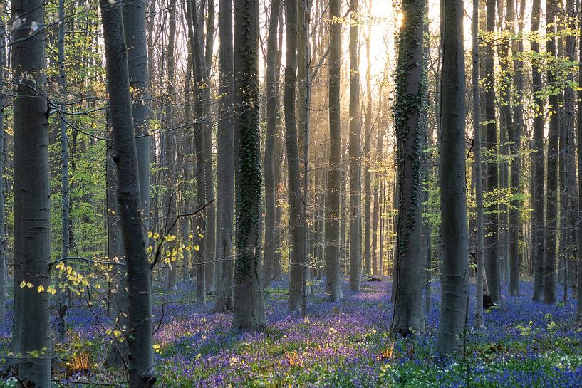 Hallerbos 2021 8 von Bart Ceuppens