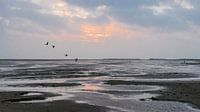 Bergeenden boven het strand van de Noordsvaarder