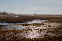 Oostvaardersplassen