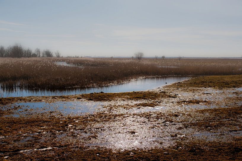 Oostvaardersplassen by Frank Hendriks