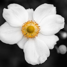 the white anemone von Koen Ceusters