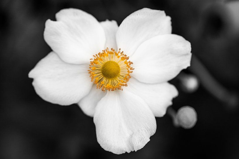 the white anemone par Koen Ceusters
