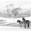 WIld horses in the snow van Bob Bleeker