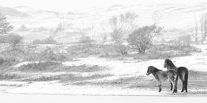 WIld horses in the snow