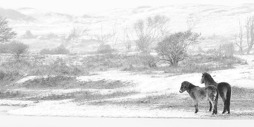 WIld horses in the snow van Bob Bleeker