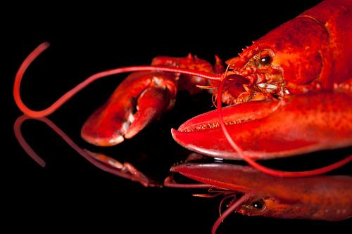 Schöne rote gekochter Hummer auf schwarzem Spiegelplatte von Henny Brouwers