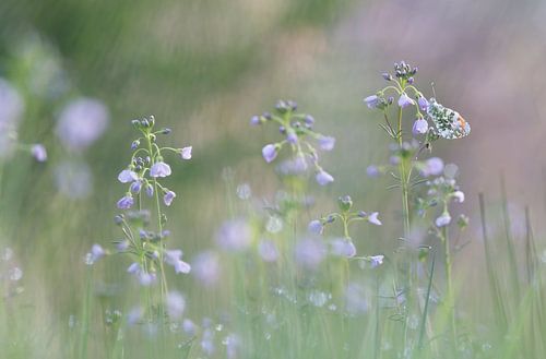Oranjetipje op de pinksterbloem
