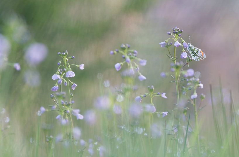 Orange tips on cuckoo flower by Danny Slijfer Natuurfotografie