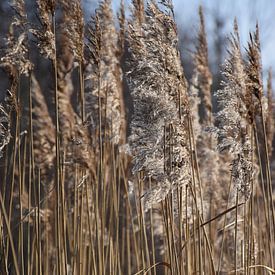 Rietpluimen van Ingrid de Vos - Boom