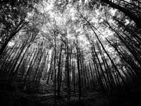 Donker bos