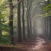 La forêt des contes de fées sur Arnoud van de Weerd