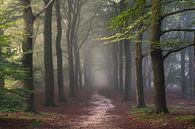 Fairytale Forest by Arnoud van de Weerd thumbnail