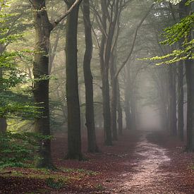 Fairytale Forest van Arnoud van de Weerd