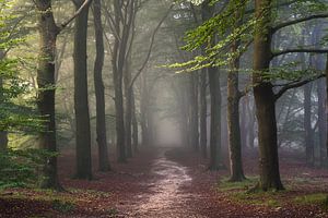 La forêt des contes de fées sur Arnoud van de Weerd