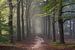Fairytale Forest sur Arnoud van de Weerd