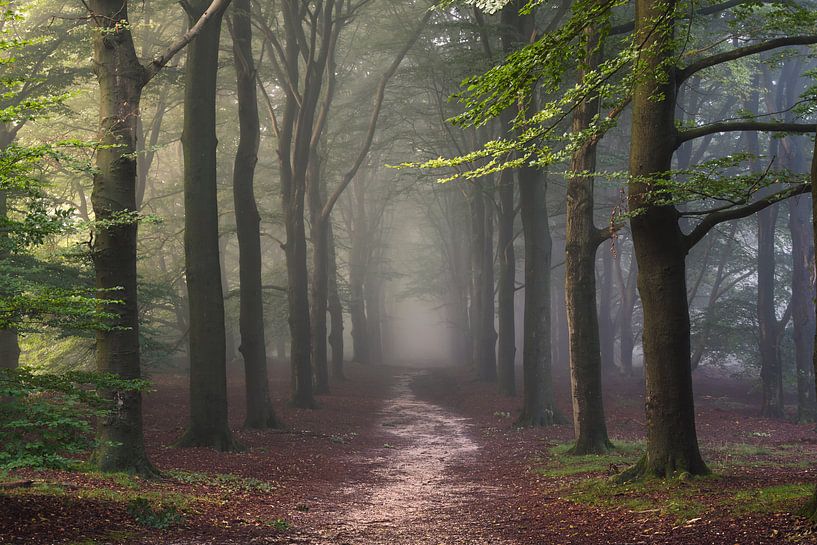 La forêt des contes de fées par Arnoud van de Weerd