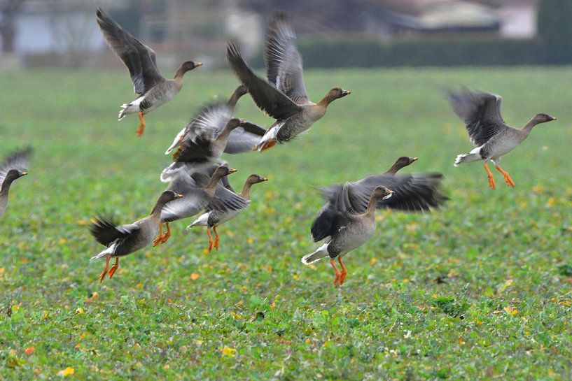 White-fronted geese and Tundra shelducks by Karin Jähne