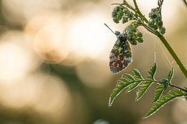 Pointes d'oranger dans la rosée du matin sur Christianne de Weerd