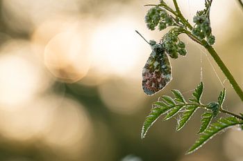 Orangenspitzen im Morgentau