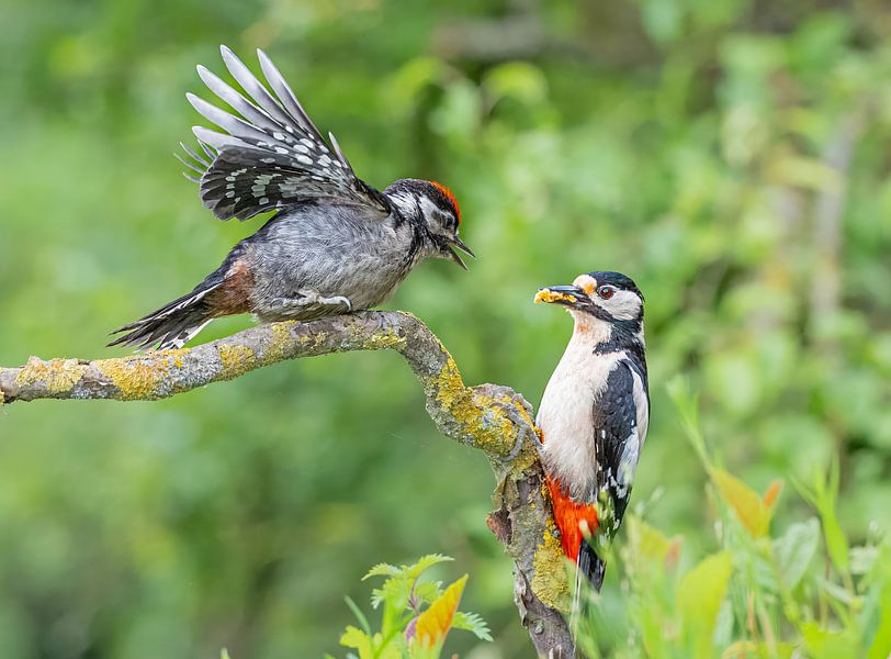 Buntspecht mit Jungen von Lies Bakker