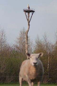 Ooievaar met schaap van Roel Van Cauwenberghe