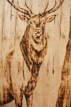 Cerf rouge - gravure