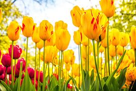 Fleurig tulpenveld by Stedom Fotografie