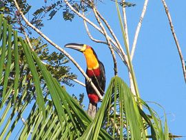 Toucan by Marcio Leite