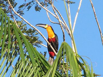 Toucan