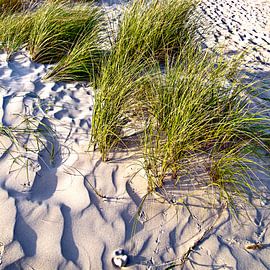 Charmante dune de sable sur la côte danoise du Jutland