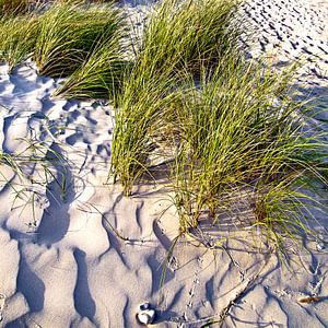 Zauberhafte Sanddüne an der dänischen Küste von Jütland