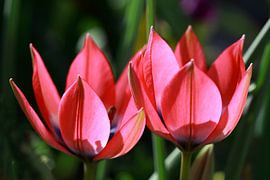 Gypsy Flower  by Jolanta Mayerberg