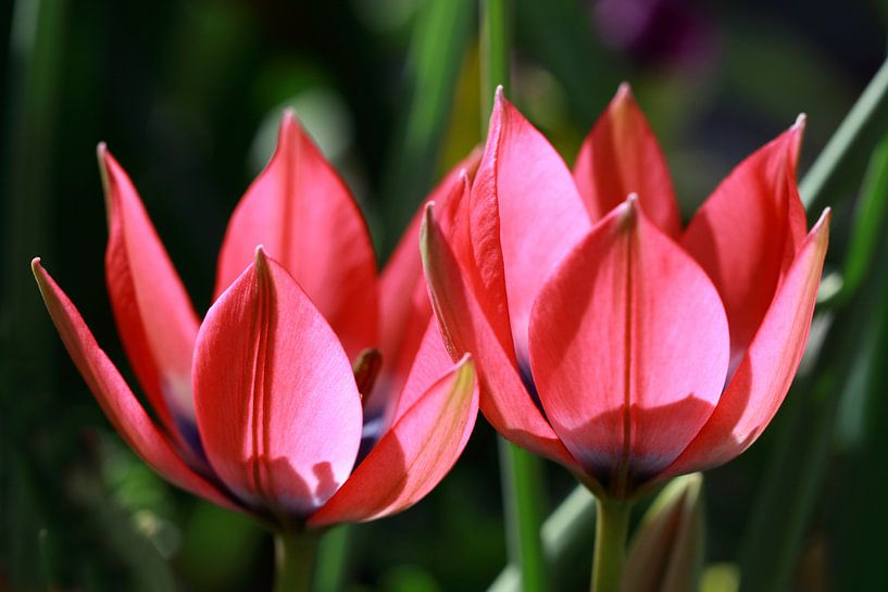 Gypsy Flower  by Jolanta Mayerberg