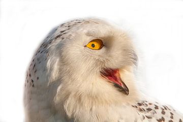 Snowy White Owl, Bubo scandiacus by Gert Hilbink